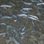 Grunion Runs with Birch Aquarium at Scripps