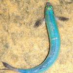 Grunion Runs with Birch Aquarium at Scripps