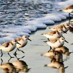SEA Days: Birds of a Feather