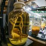 Perspective Lecture: Oddities: Scripps’ Fascinating Collection of Ocean Life