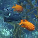 Explorers Club: Pier into Scripps