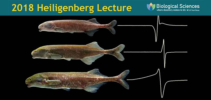 2018 Heiligenberg Lecture: Electric Fish and Ion Channels: Neurobiology Meets Molecular Evolution