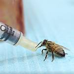 Lisa Korpos: The Community Bee Clinic‬