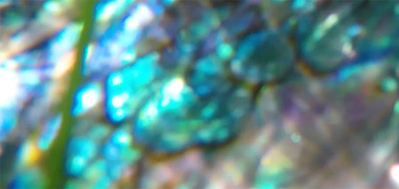 Maya VanderSchuit: Soft Wave, Electric Soul