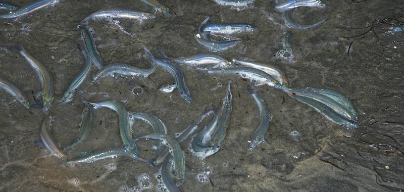 Grunion Runs with Birch Aquarium at Scripps