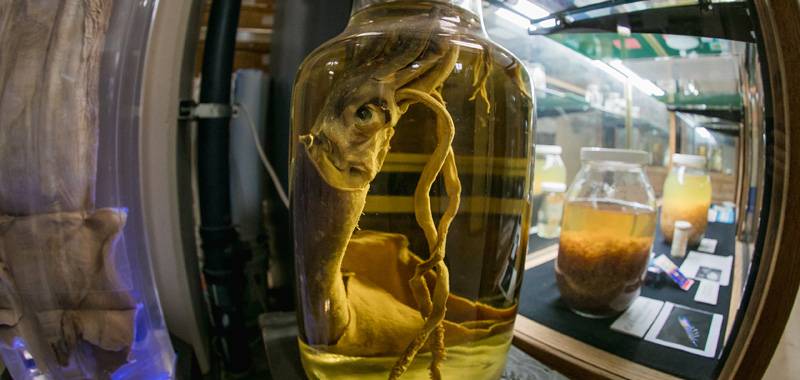 Perspective Lecture: Oddities: Scripps’ Fascinating Collection of Ocean Life