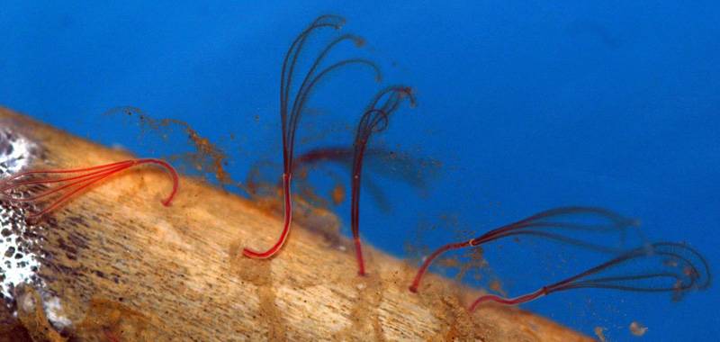 Perspectives Lecture: Deep Discoveries
