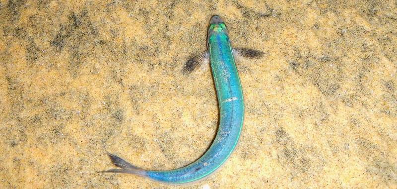 Grunion Runs with Birch Aquarium at Scripps