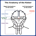 Getting Out of Your Own Way in Business with Kelee® Meditation