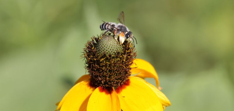 World Bee Day: Native Bees in a Changing World and How You Can Help