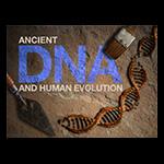 Ancient DNA and Human Evolution