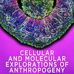 Cellular and Molecular Explorations of Anthropogeny