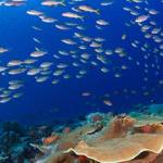 Perspectives Lecture: Coral Doctors