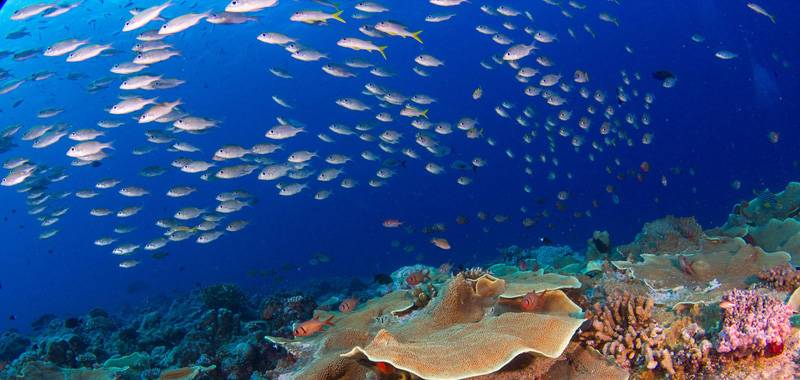 Perspectives Lecture: Coral Doctors