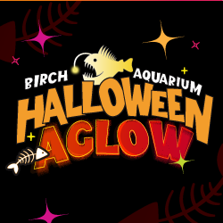 Halloween Aglow at Birch Aquarium