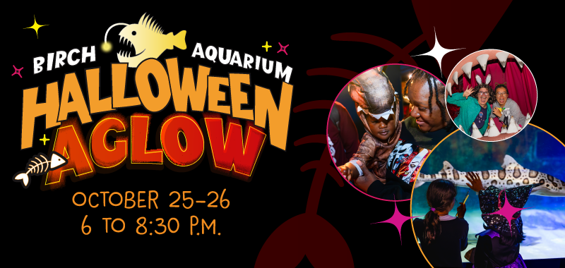 Halloween Aglow at Birch Aquarium