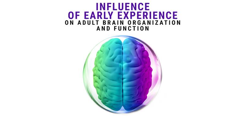 Influence of Early Experience on Adult Brain Organization and Function