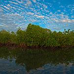 Perspectives Lecture: Mangroves: The Skin of Our Coasts