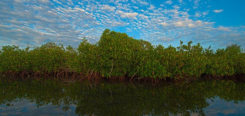 Perspectives Lecture: Mangroves: The Skin of Our Coasts