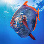 OPAH : A Sustainable Seafood Event