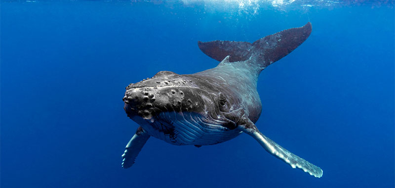 Birch Aquarium’s Perspectives Lecture: Do We Understand Why Whales Sing?