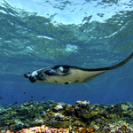 Perspectives Lecture: Amazing Mantas