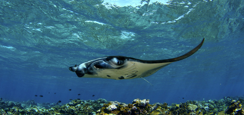 Perspectives Lecture: Amazing Mantas