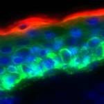 SCABS Qtrly Meeting w/Presentations—San Diego Cutaneous Biologists