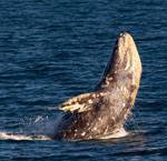 Science, Exploration, & Adventure: Whale Tales