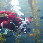 Seas 'n' Greetings at Birch Aquarium