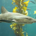 Snorkel with the Leopard Sharks