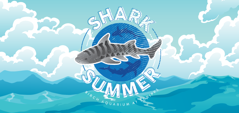 Shark Summer at Birch Aquarium