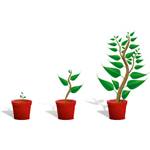 The Manager's Role in Employee Development