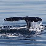 Whale Fest at Birch Aquarium