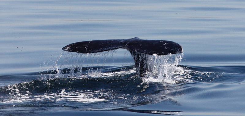 Whale Fest at Birch Aquarium