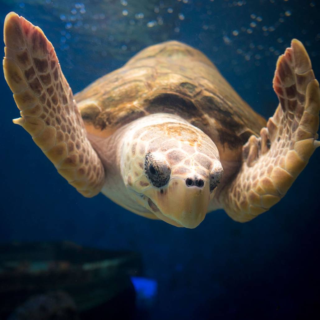 UC San Diego Welcome Week at Birch Aquarium at Scripps