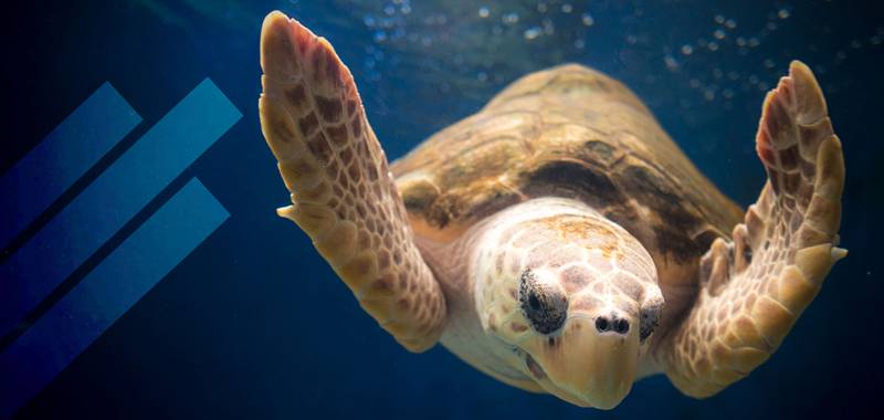 UC San Diego Welcome Week at Birch Aquarium at Scripps