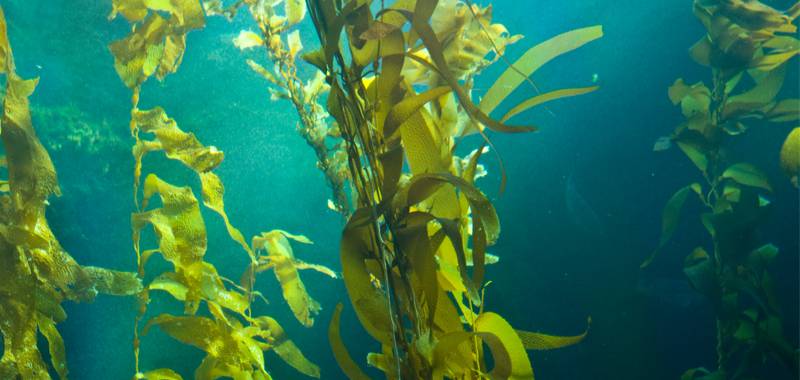 SEA Days at Birch Aquarium: Kelp Kornucopia