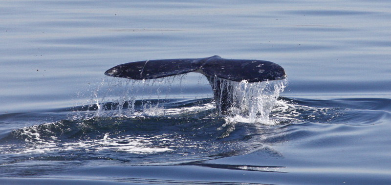 SEA Days: Whale Tales