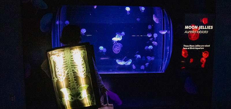 Halloween Aglow at Birch Aquarium