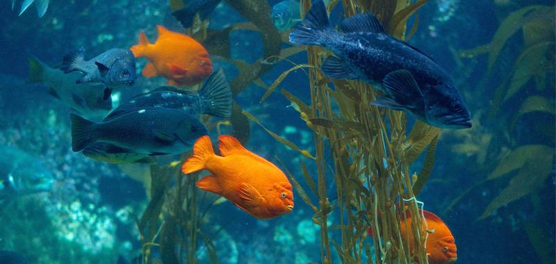 Explorer’s Club at Birch Aquarium