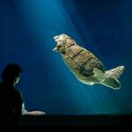 Birch Aquarium’s Turtleversary!