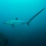 Birch Aquarium’s Perspectives Lecture: Shark Geek