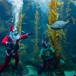 Birch Aquarium’s Seas ‘n’ Greetings