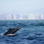 Whale Watching with Birch Aquarium