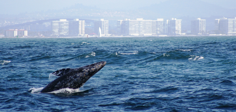 Whale Watching with Birch Aquarium