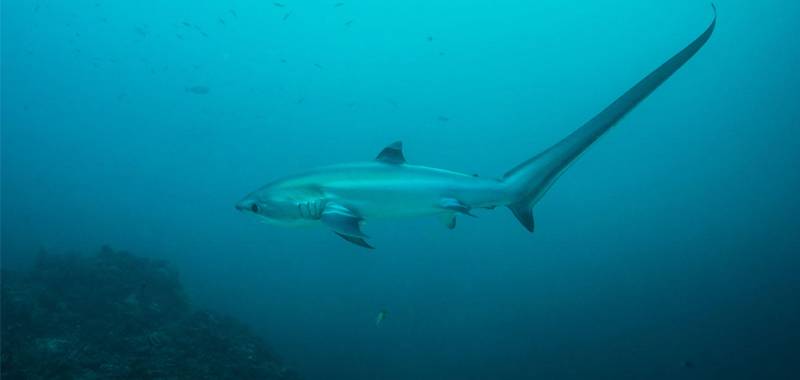 Birch Aquarium’s Perspectives Lecture: Shark Geek