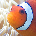 SEA Days: Experience Science, Exploration & Adventure!