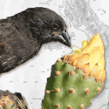 Rosenblatt Lecture: Discoveries behind Darwin's finches