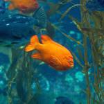 Explorer's Club at Birch Aquarium